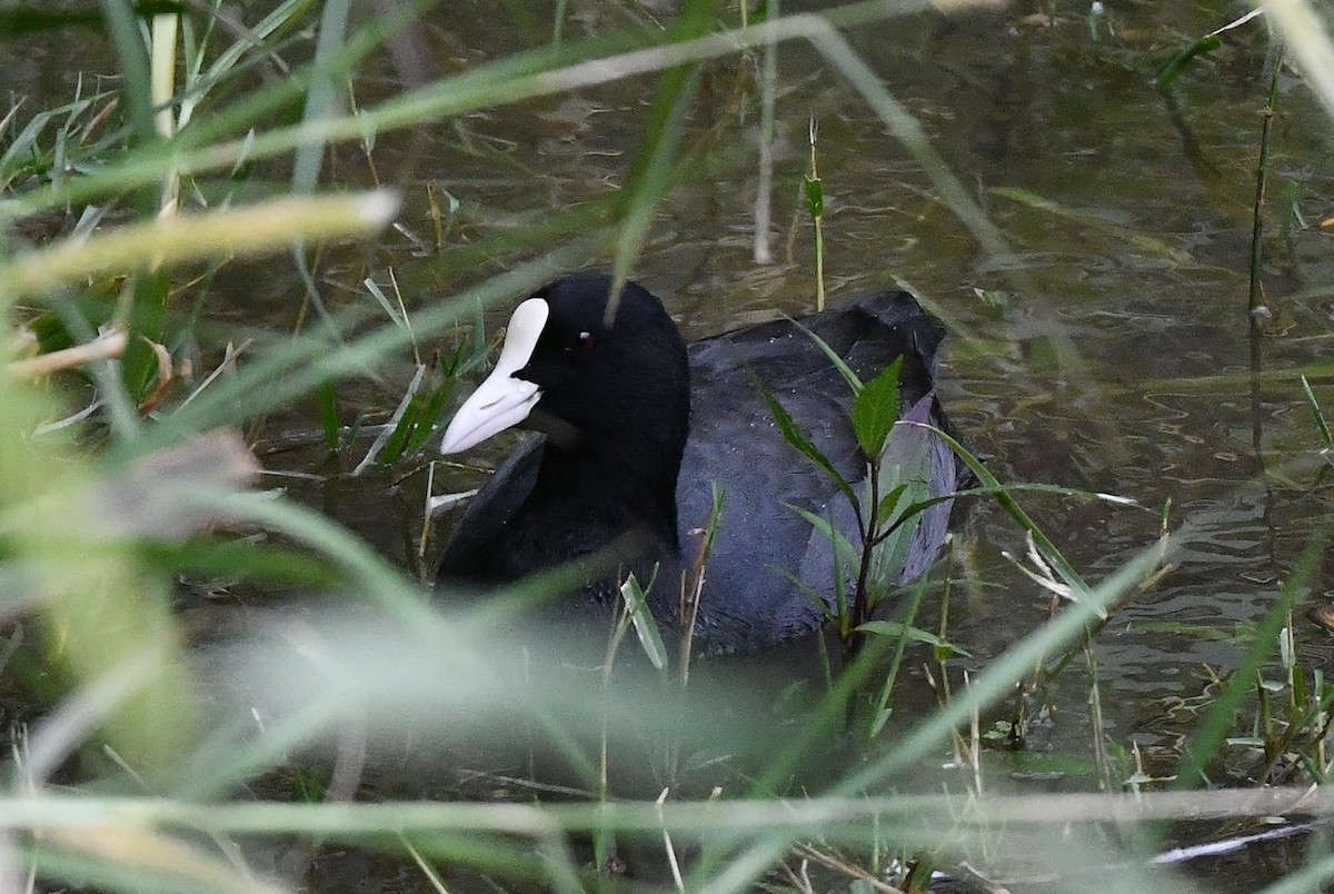 Focha Común - ML645612104