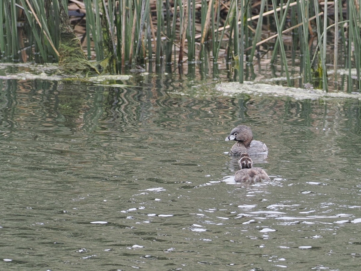 Zampullín Picogrueso - ML645612107