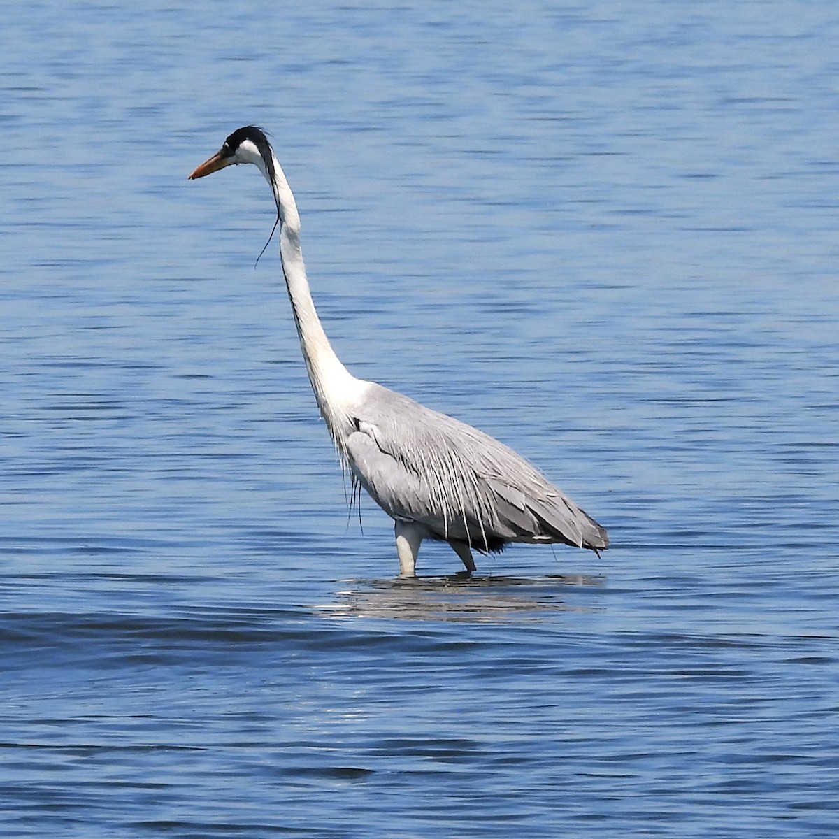 Garza Cuca - ML645612109