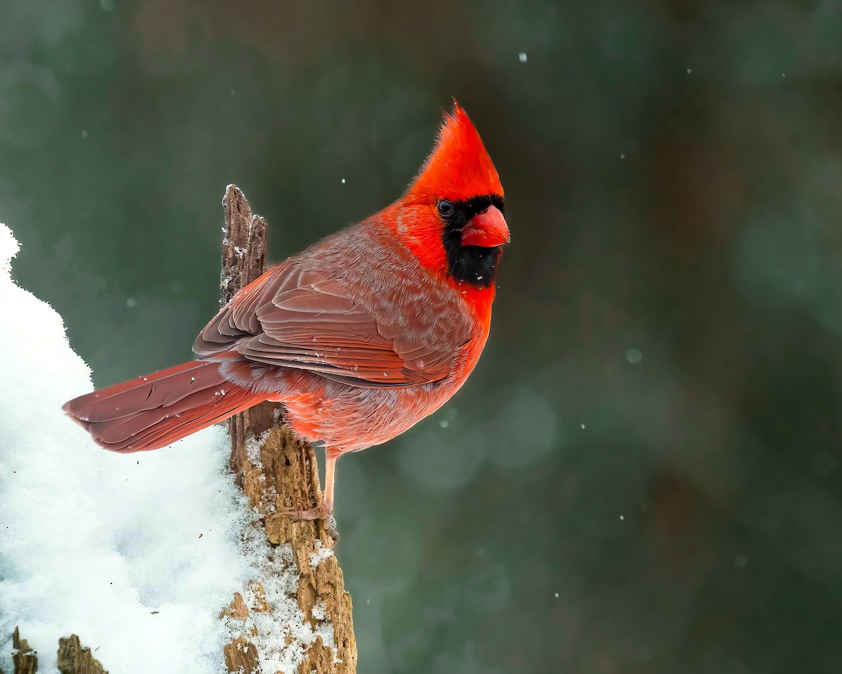 Cardenal Norteño - ML645612110