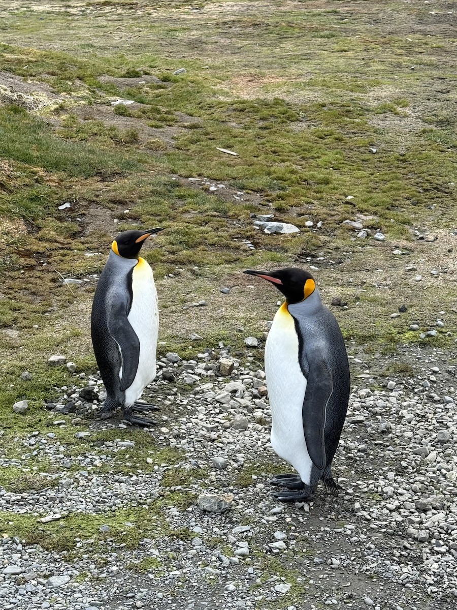 Königspinguin - ML645612111