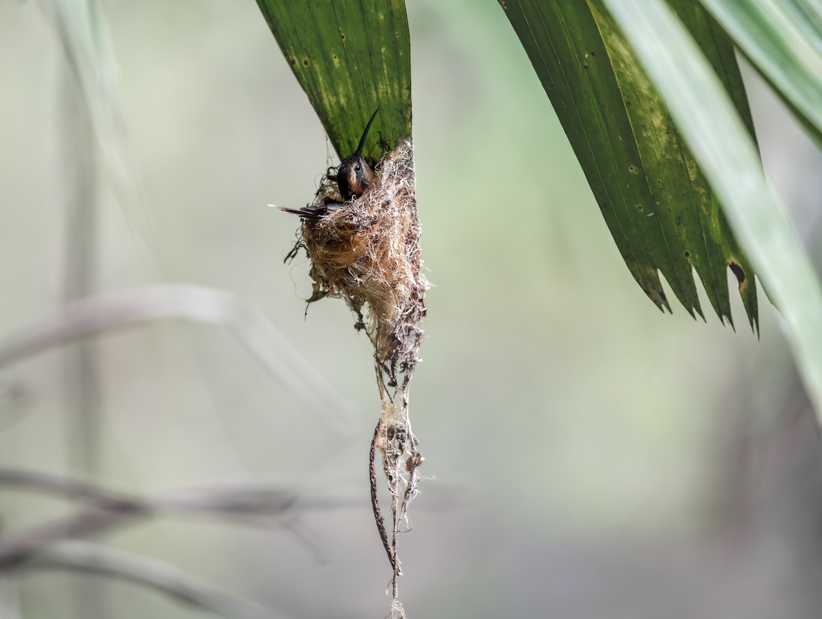 stripestrupeeremitt - ML645612117