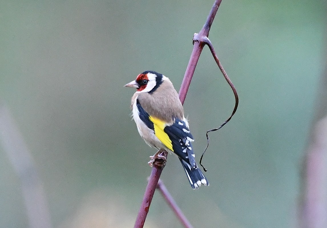 European Goldfinch - ML645612120