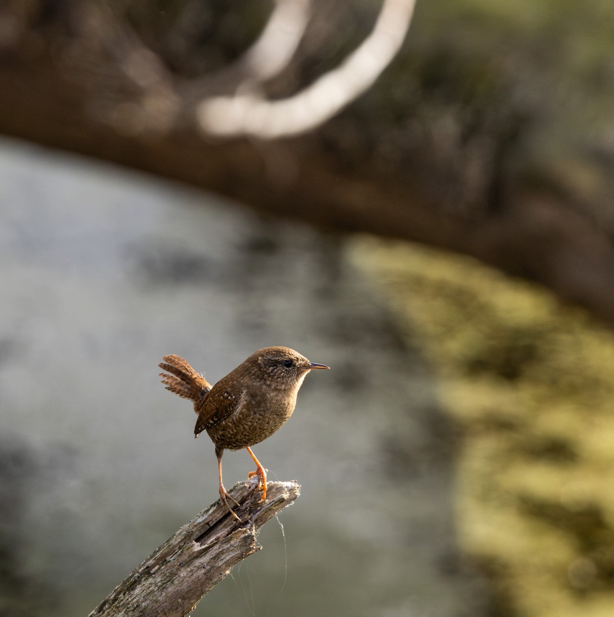Winter Wren - ML645612124