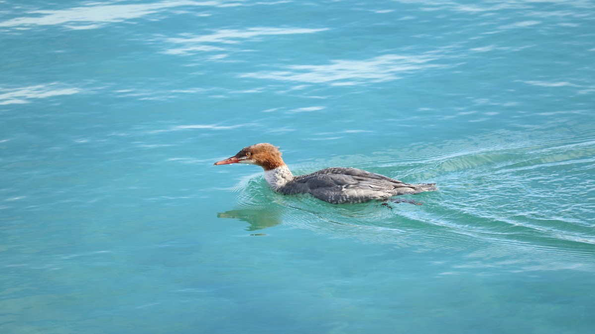 Common Merganser - ML645612132