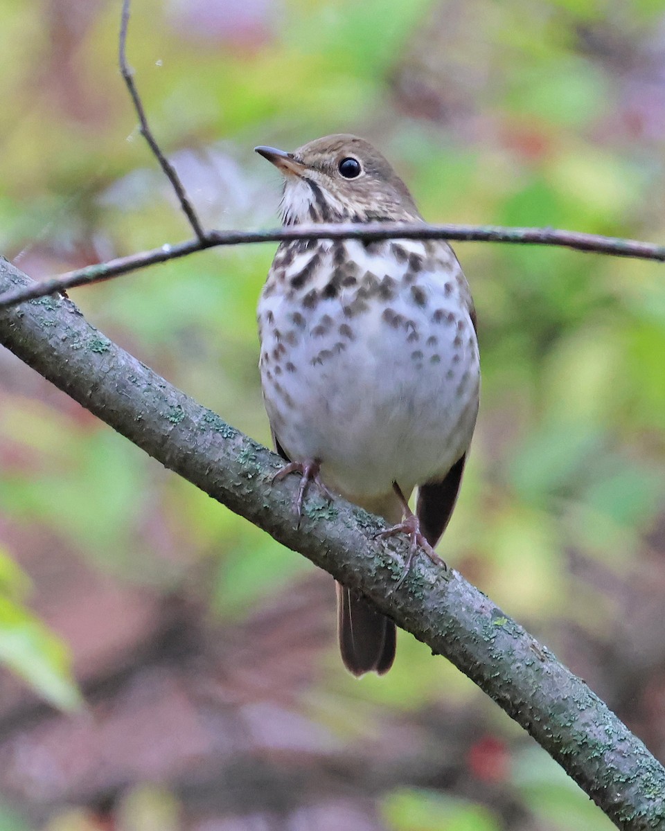 Hermit Thrush - ML645612134