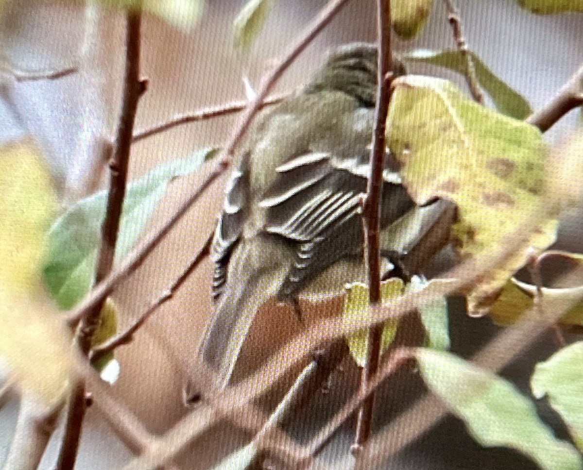 Least Flycatcher - ML645612138