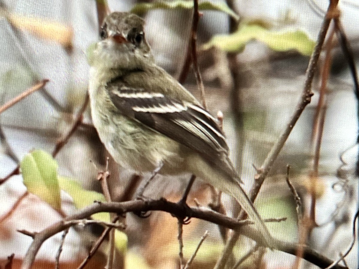 Least Flycatcher - ML645612139