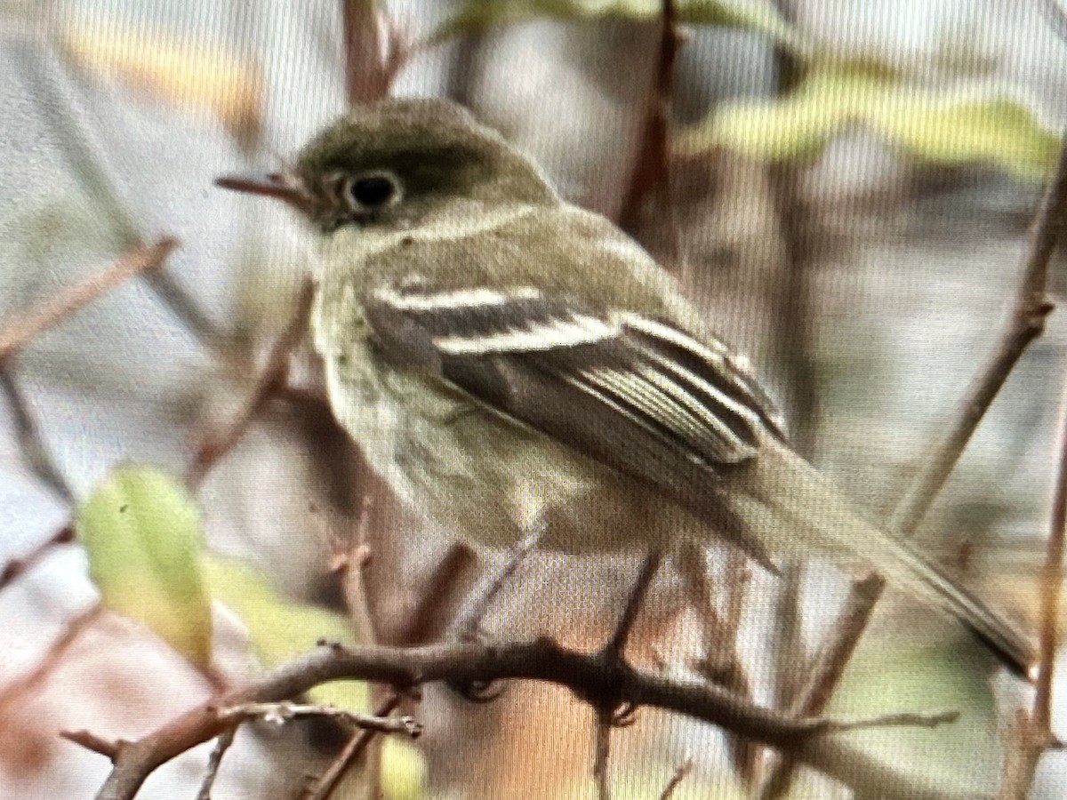 Least Flycatcher - ML645612140