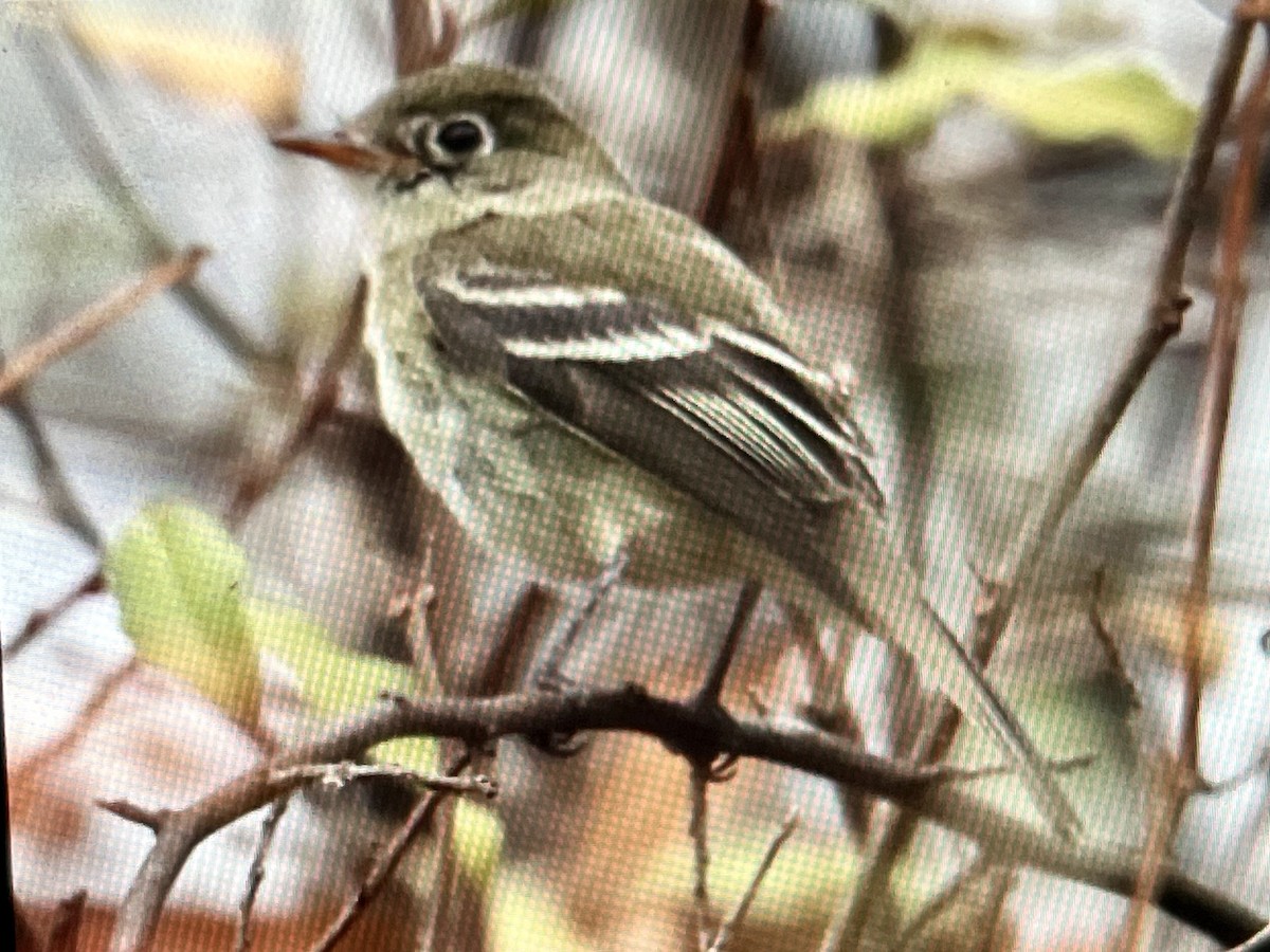 Least Flycatcher - ML645612141