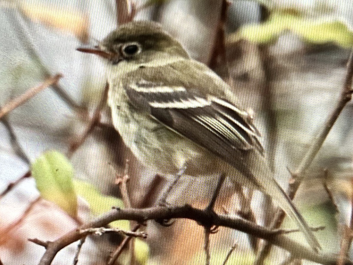 Least Flycatcher - ML645612142