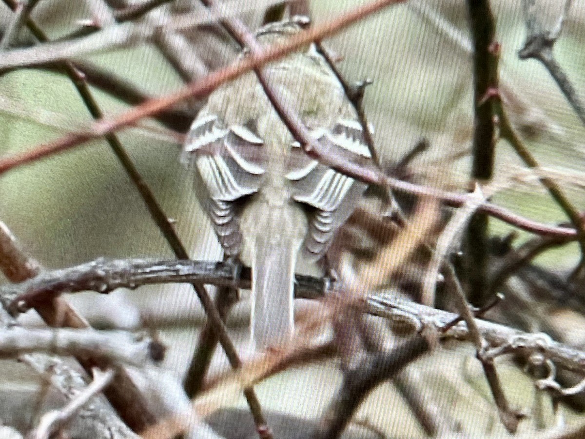 Least Flycatcher - ML645612143