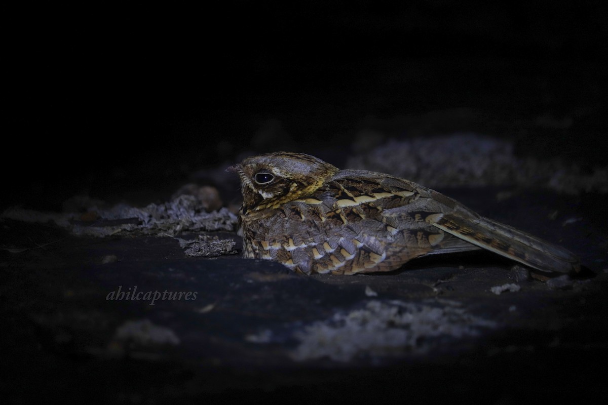 Chotacabras Hindú - ML645612145