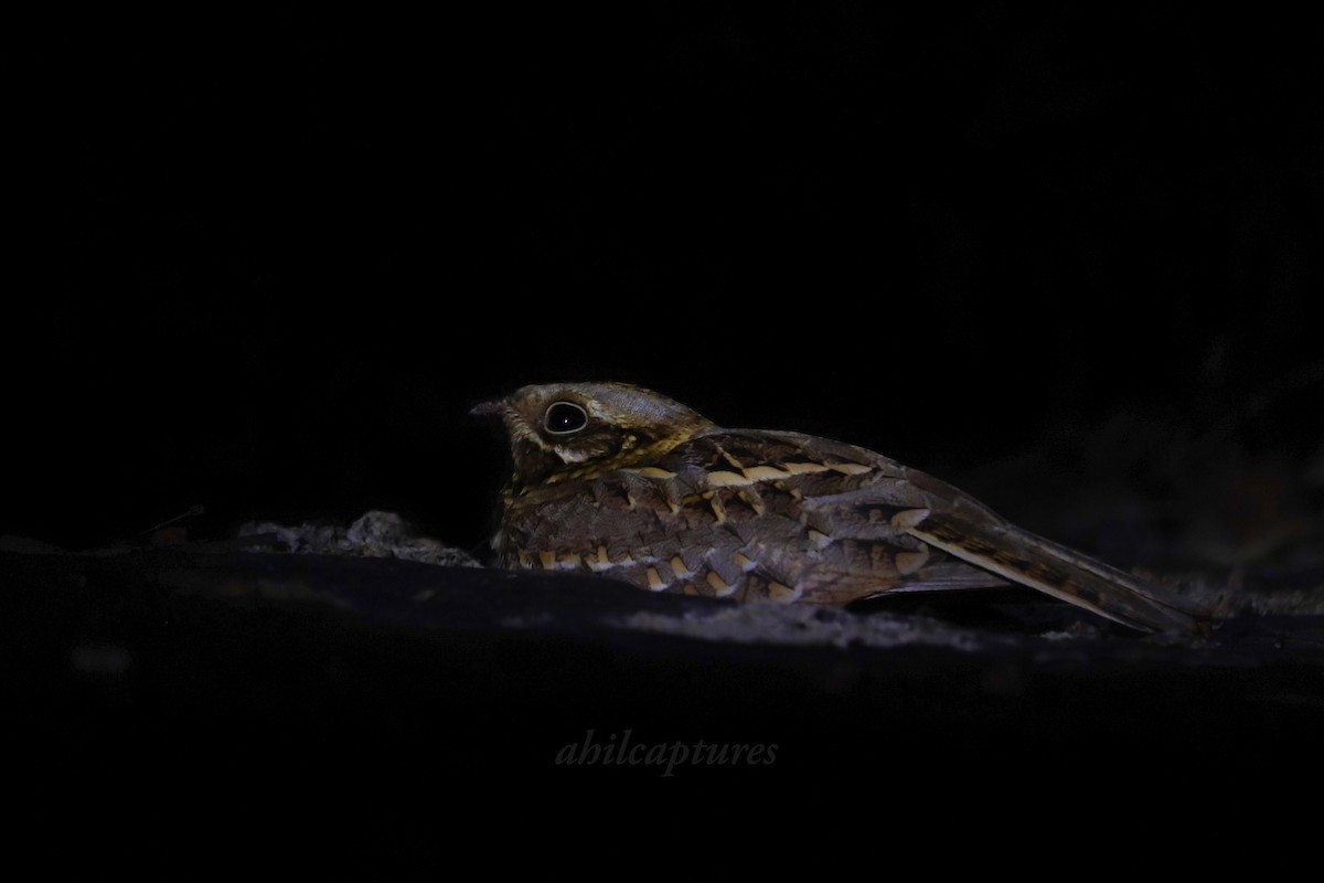 Chotacabras Hindú - ML645612146