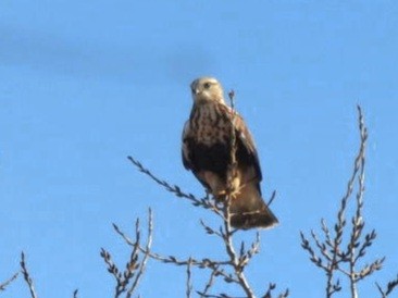 káně rousná - ML645612147