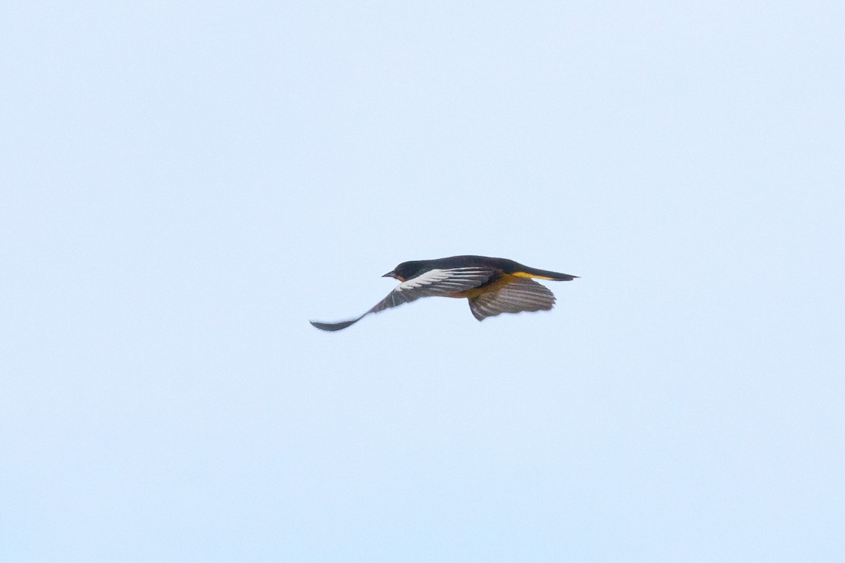 Turpial Dorsinegro - ML645612151