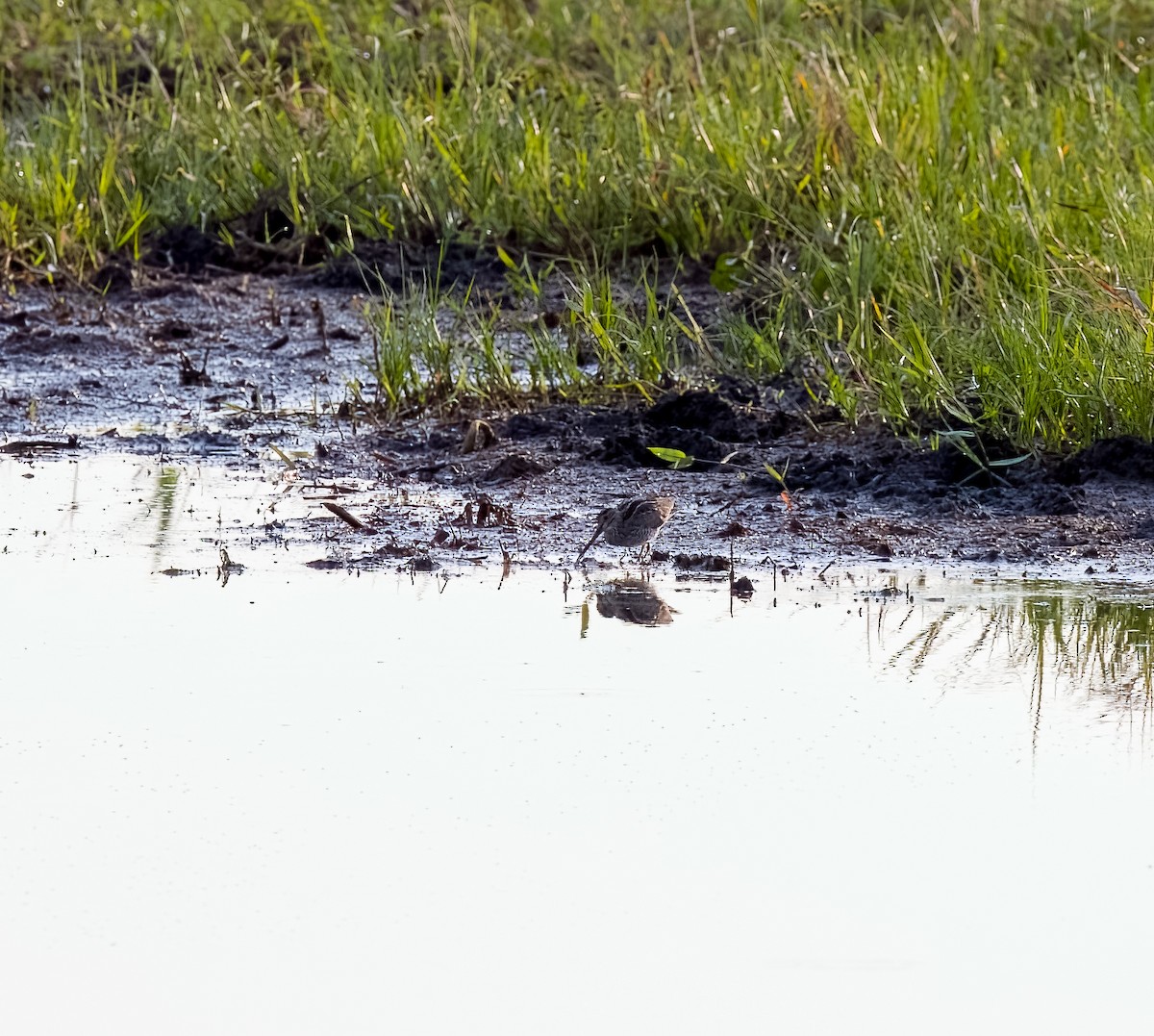 Pantanal Snipe - ML645612157