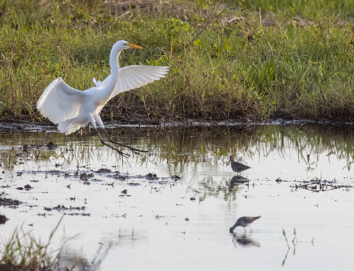 Pantanal Snipe - ML645612158