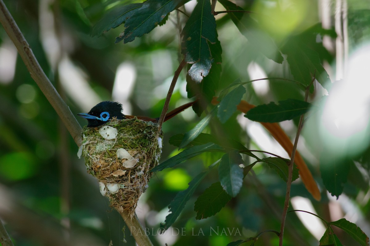 African Paradise-Flycatcher - ML645612161