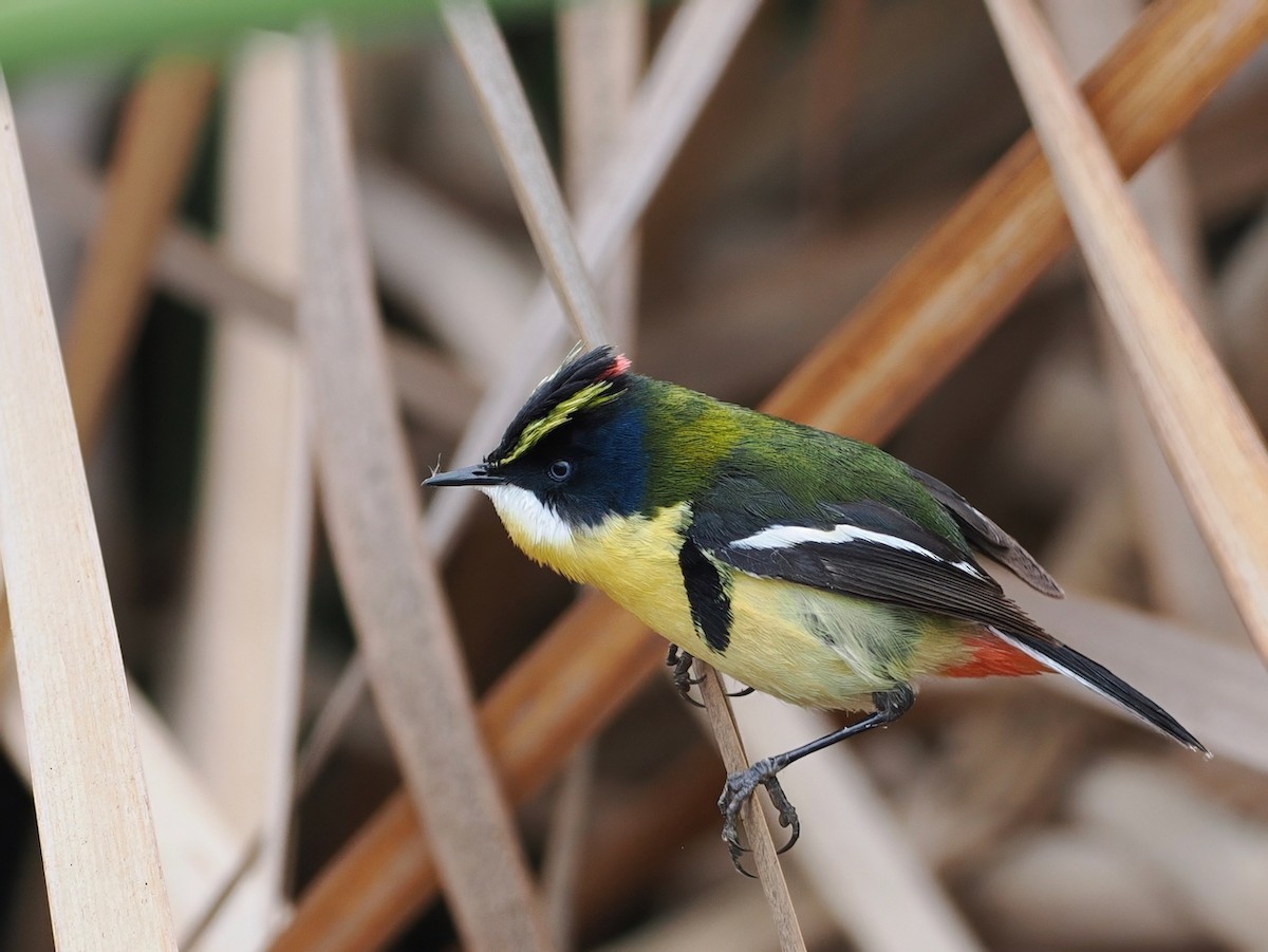 Many-colored Rush Tyrant - ML645612165