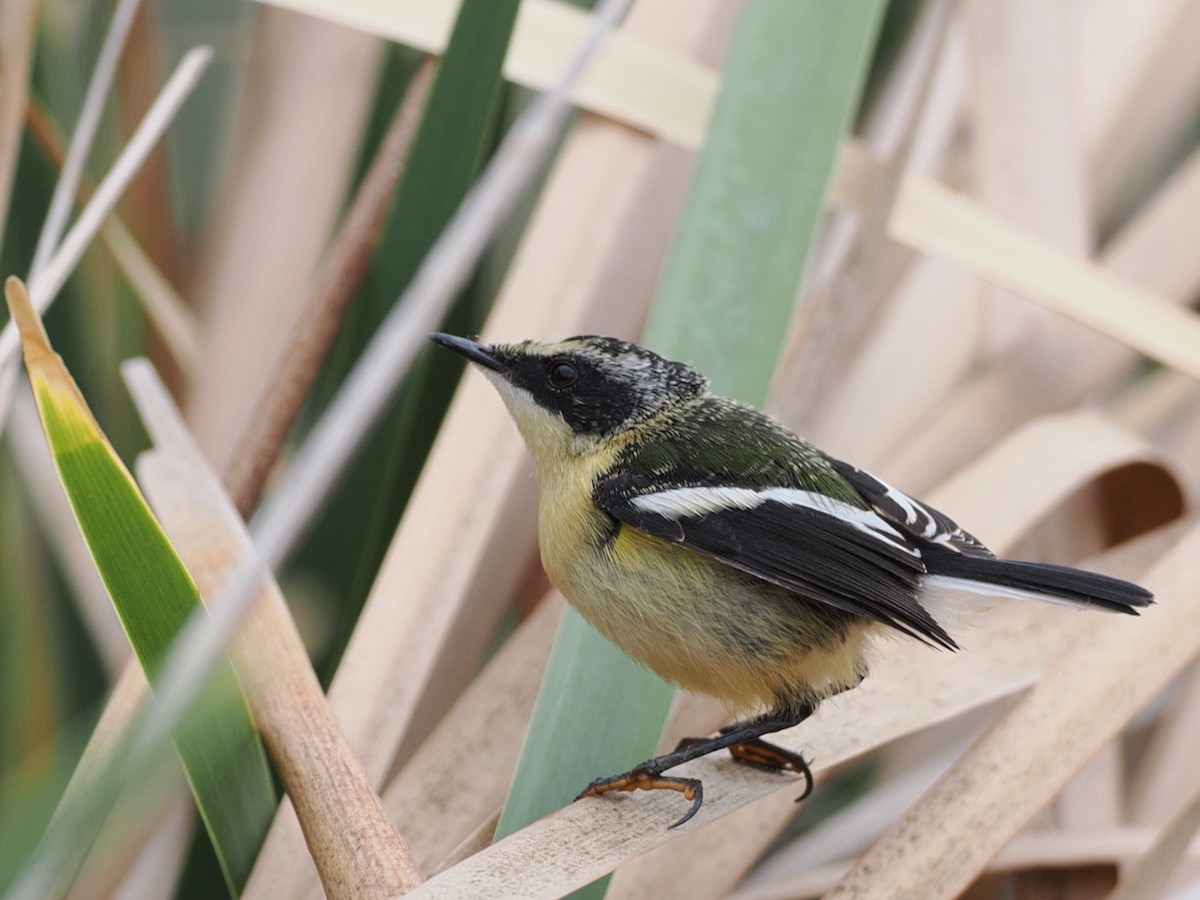 Many-colored Rush Tyrant - ML645612166