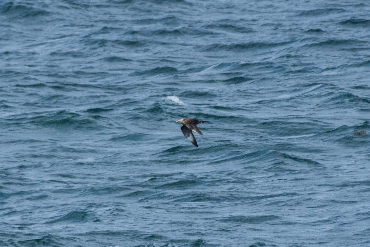 Parasitic Jaeger - ML645612170