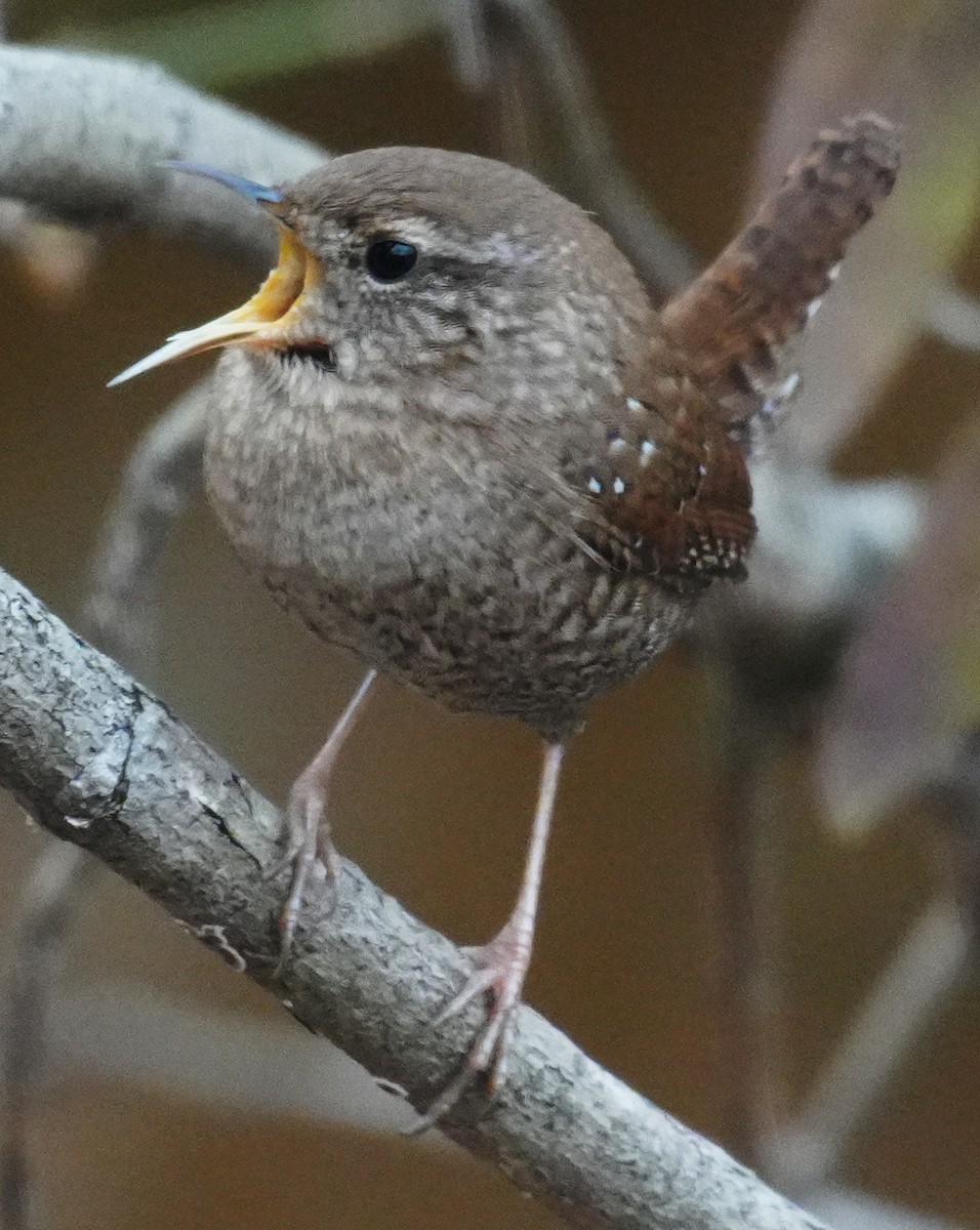 Winter Wren - ML645612173