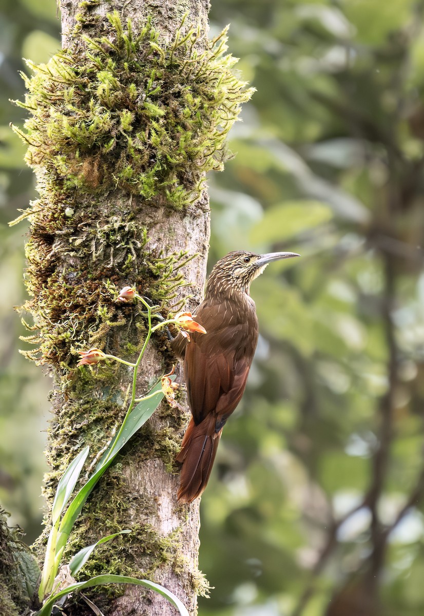 Strong-billed Woodcreeper - ML645612175