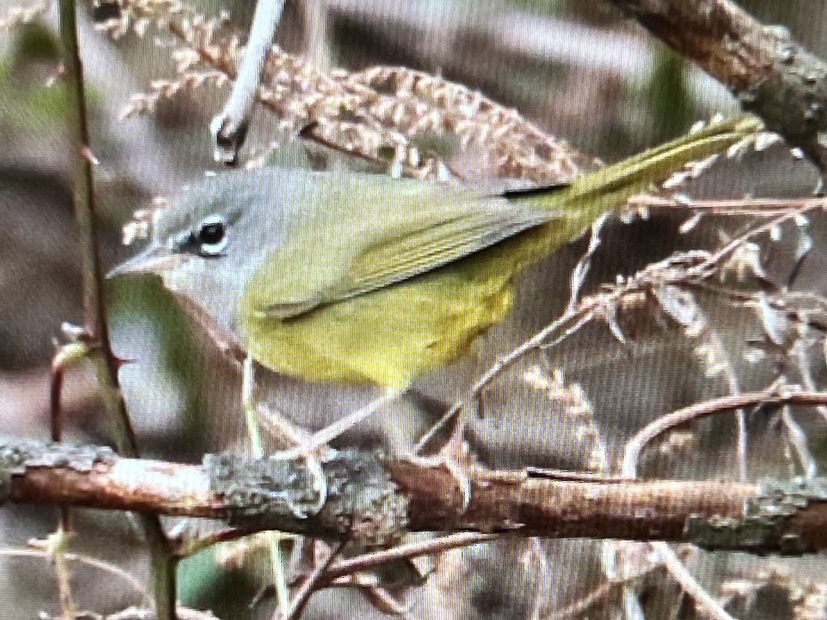 MacGillivray's Warbler - ML645612180
