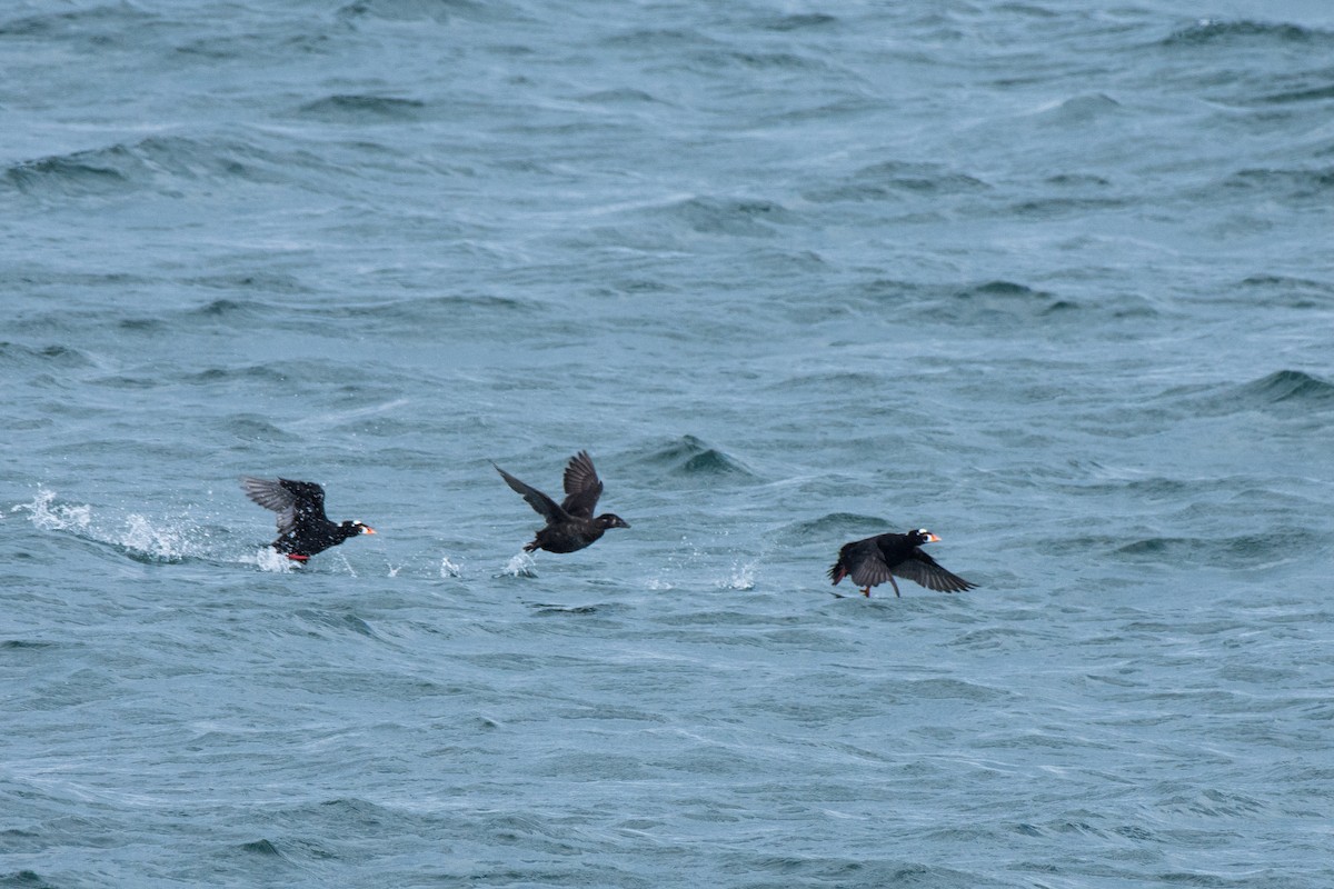 Surf Scoter - ML645612183