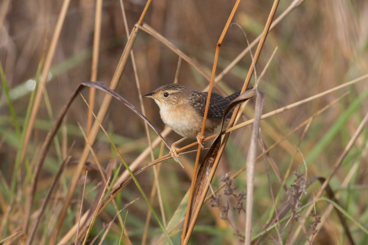 Sedge Wren - ML645612194