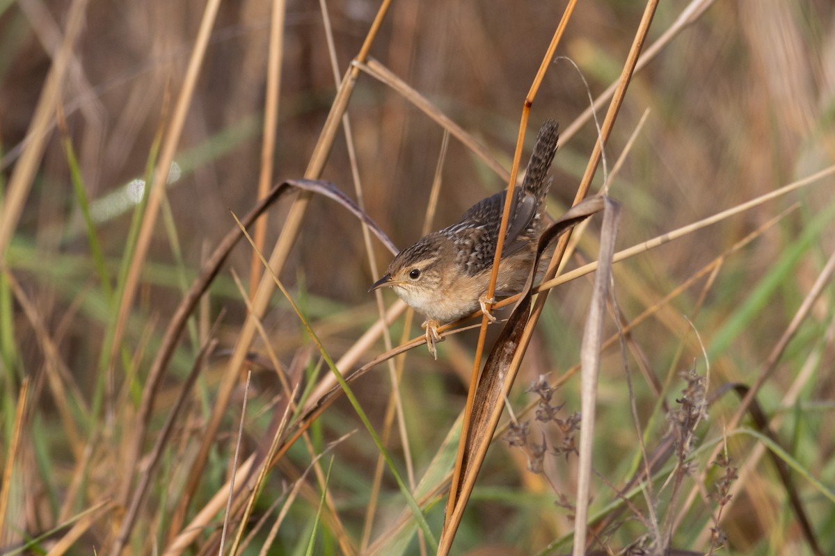 Sedge Wren - ML645612196