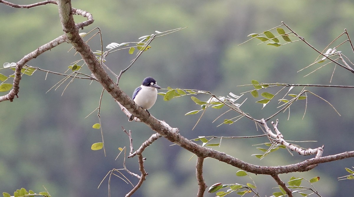 Forest Kingfisher - ML645612202