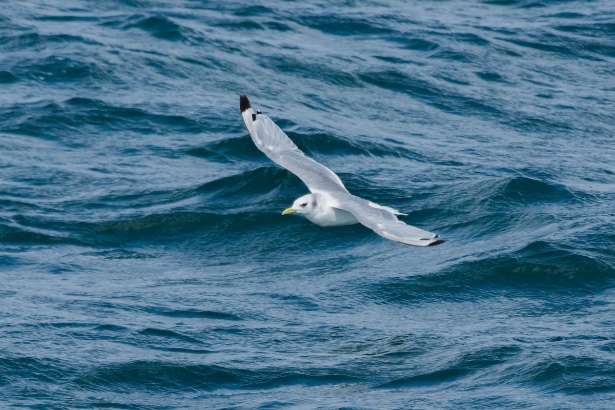 Kara Ayaklı Martı - ML645612204