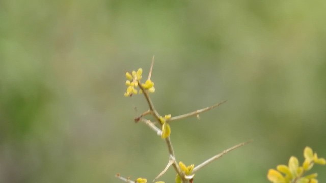 Karoo Prinia - ML645612206