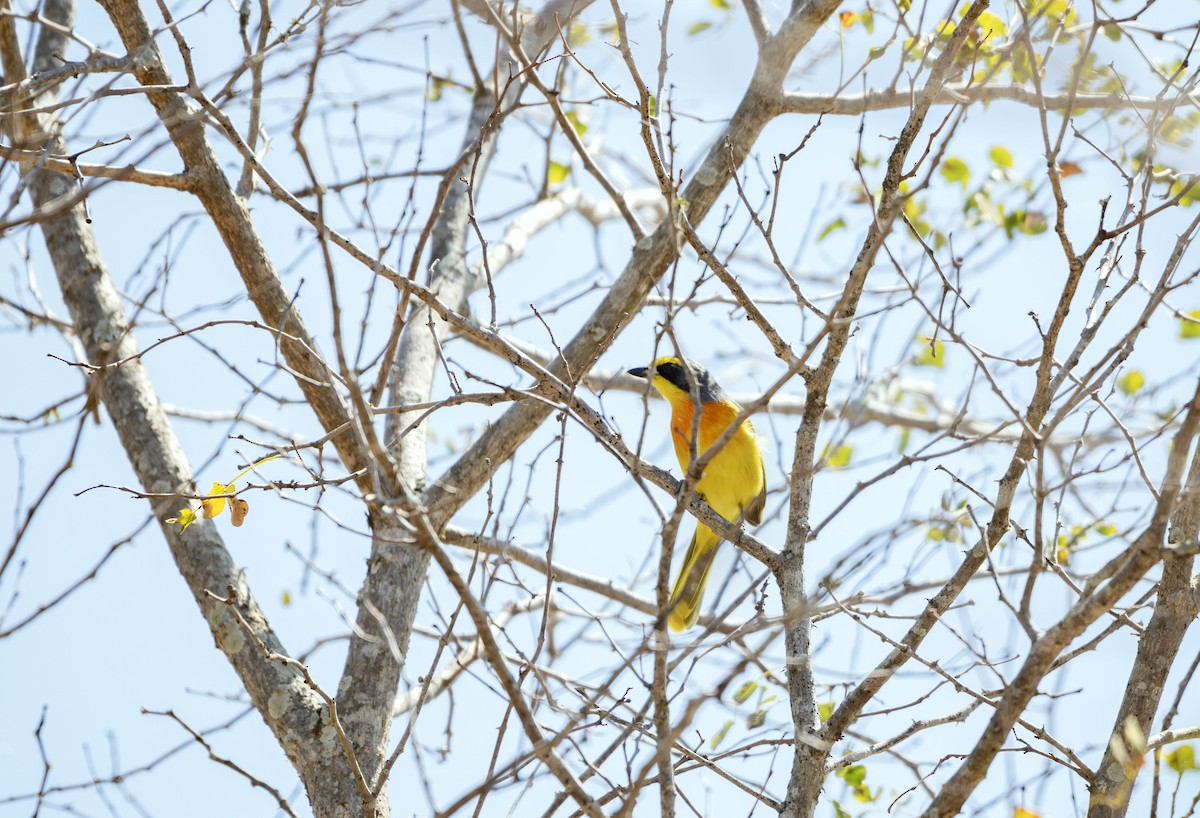 ťuhýkovec zlatoprsý - ML645612208