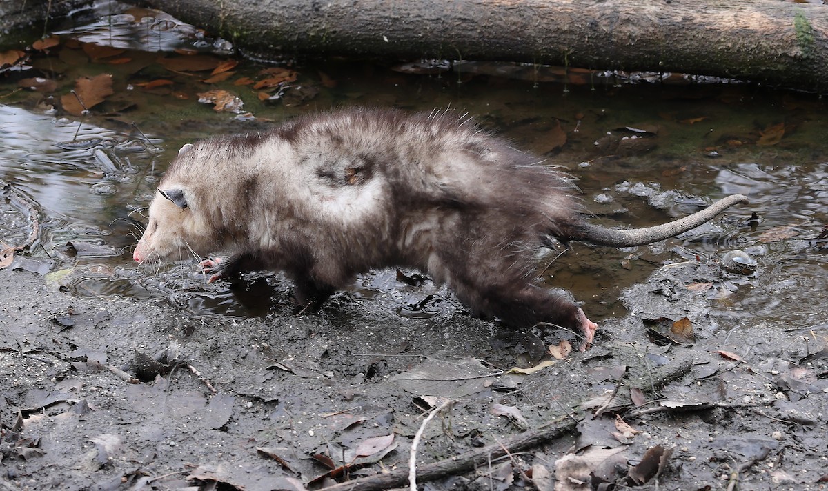 Virginia Opossum - ML645612209