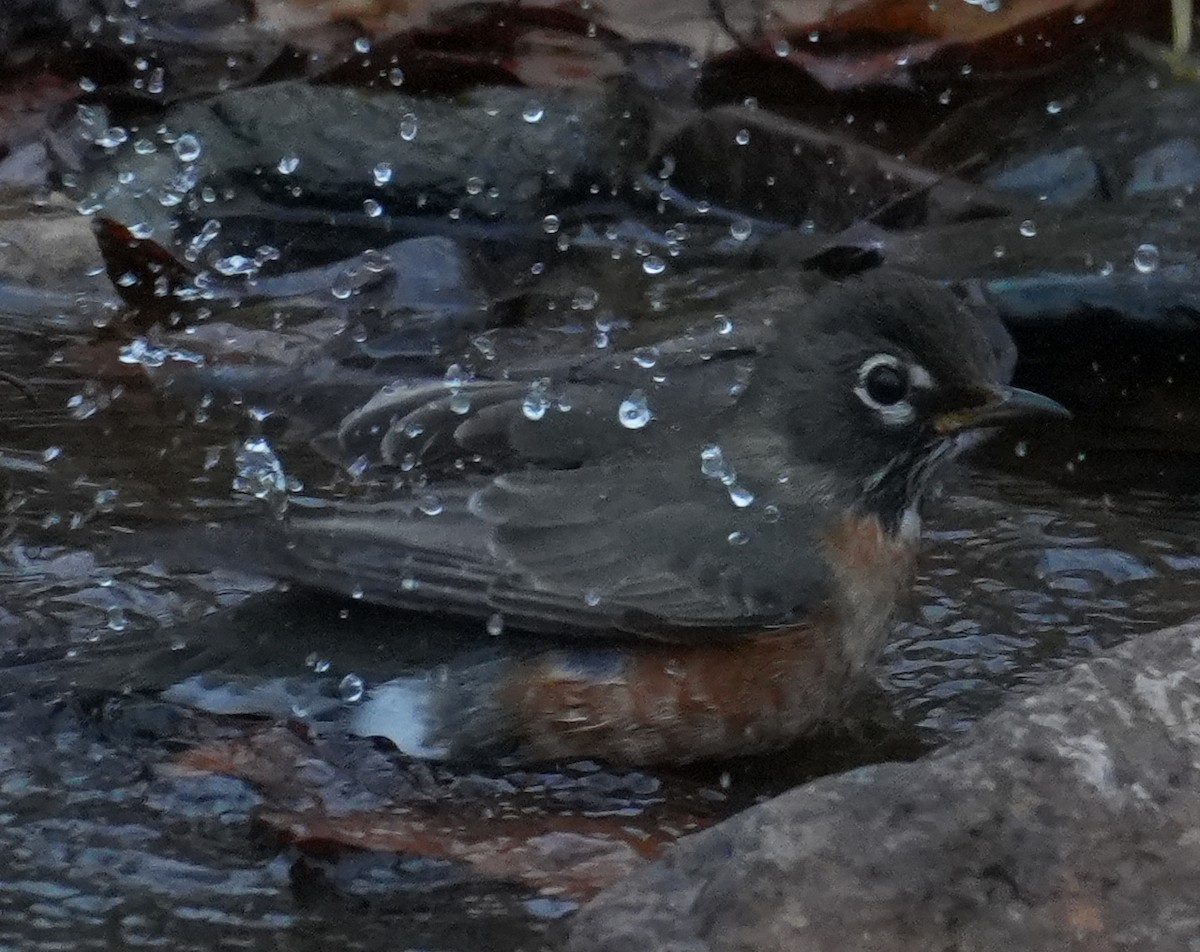 American Robin - ML645612218