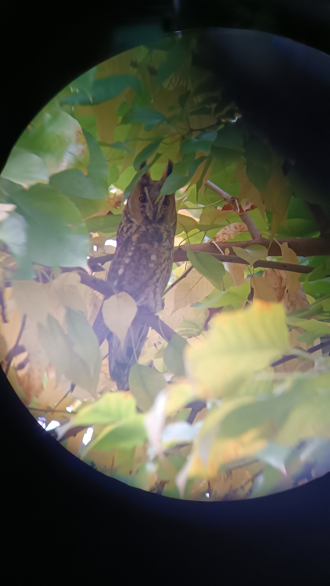 kalous ušatý - ML645612220