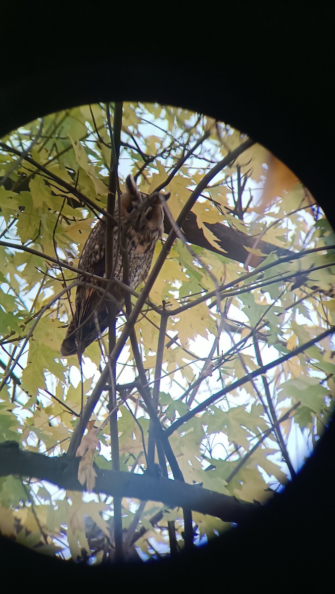 kalous ušatý - ML645612221