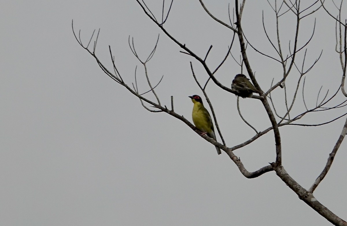 Australasian Figbird - ML645612225
