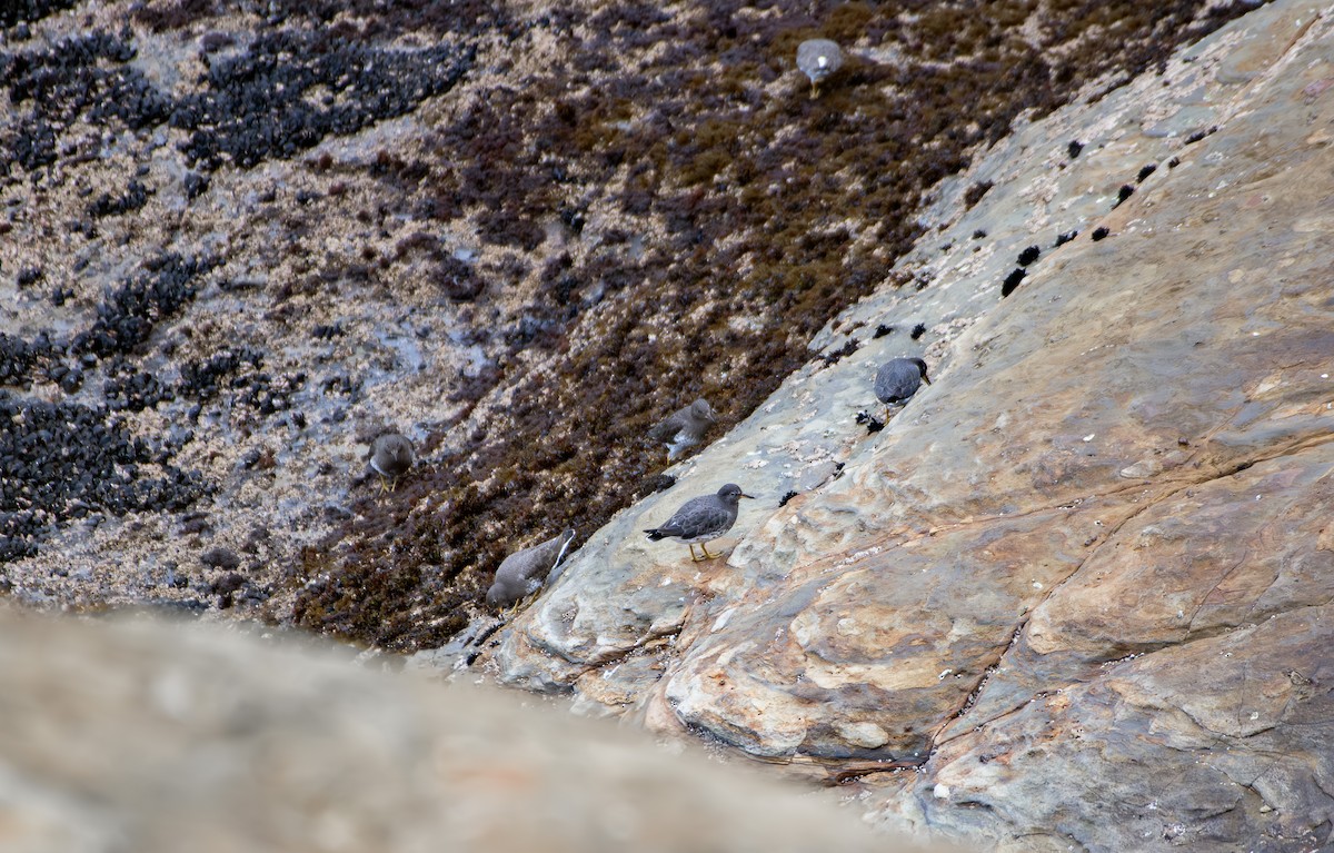 Surfbird - ML645612226