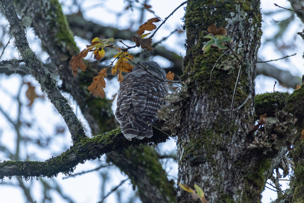 Barred Owl - ML645612227