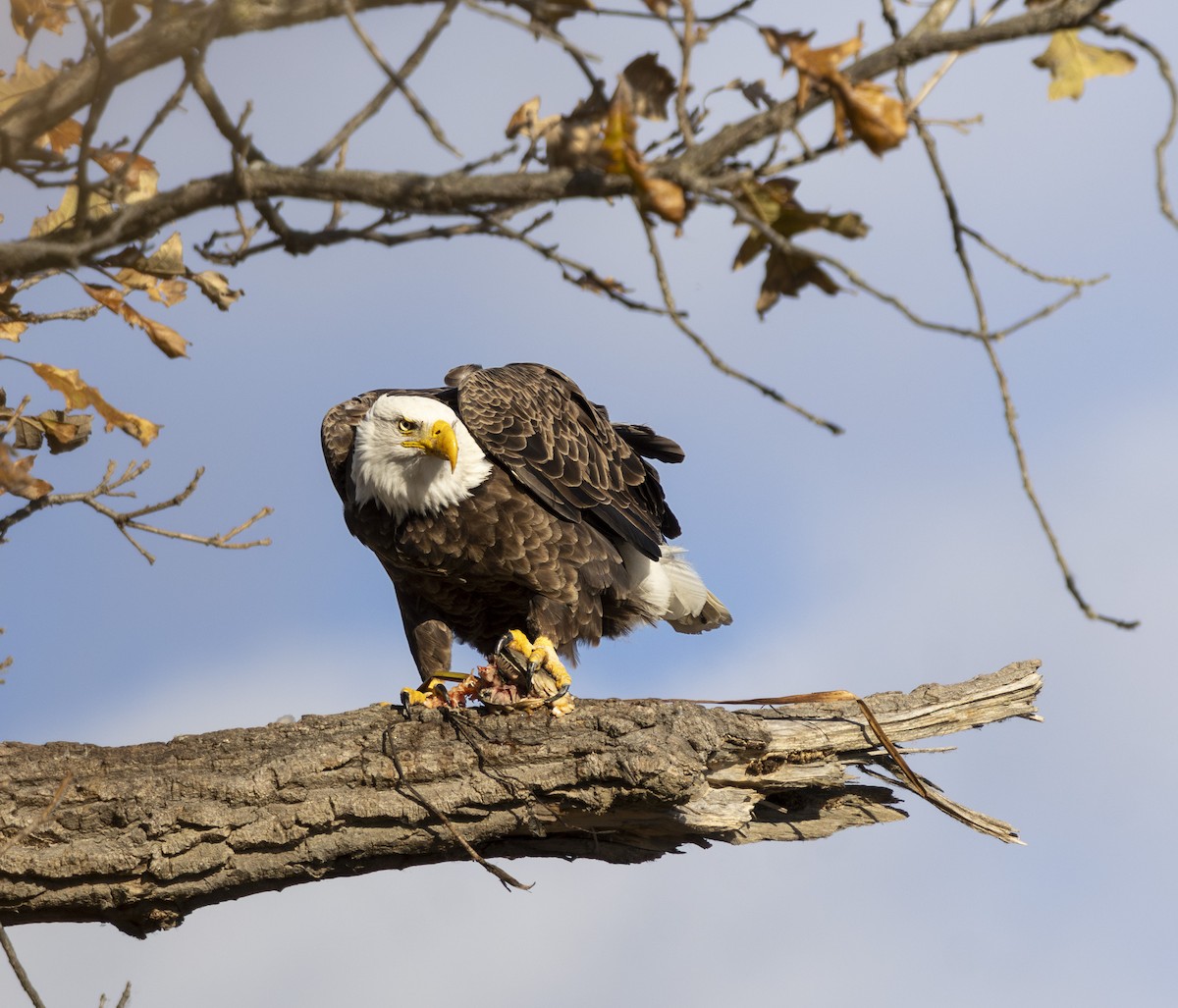 Bald Eagle - ML645612228