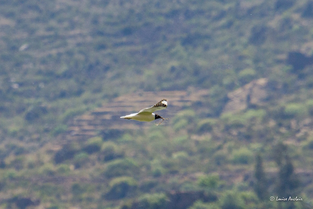 Andean Gull - ML645612234