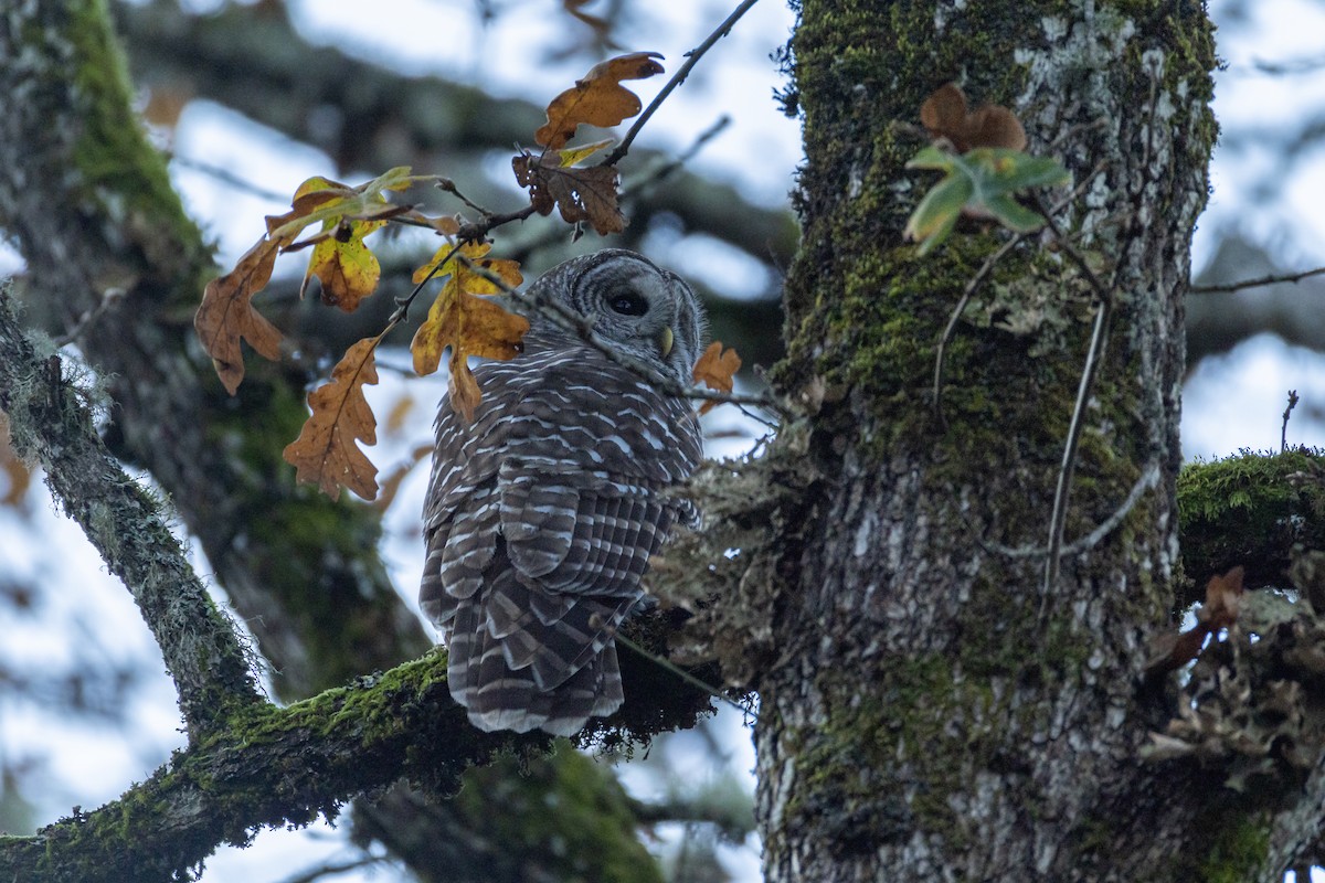 Barred Owl - ML645612238