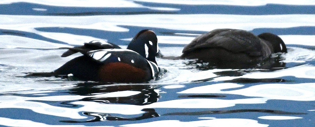 Ahate arlekina - ML645612242