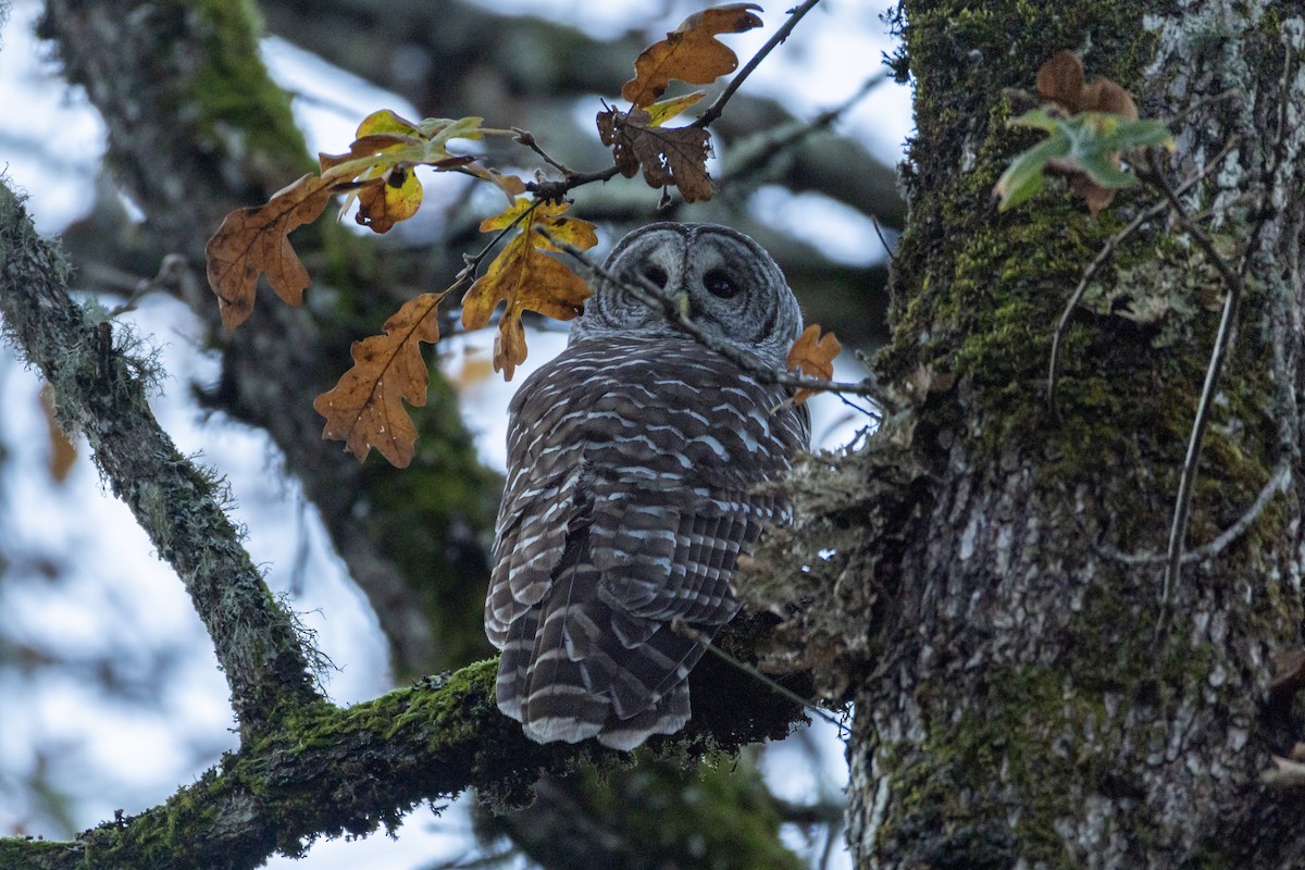 Barred Owl - ML645612243