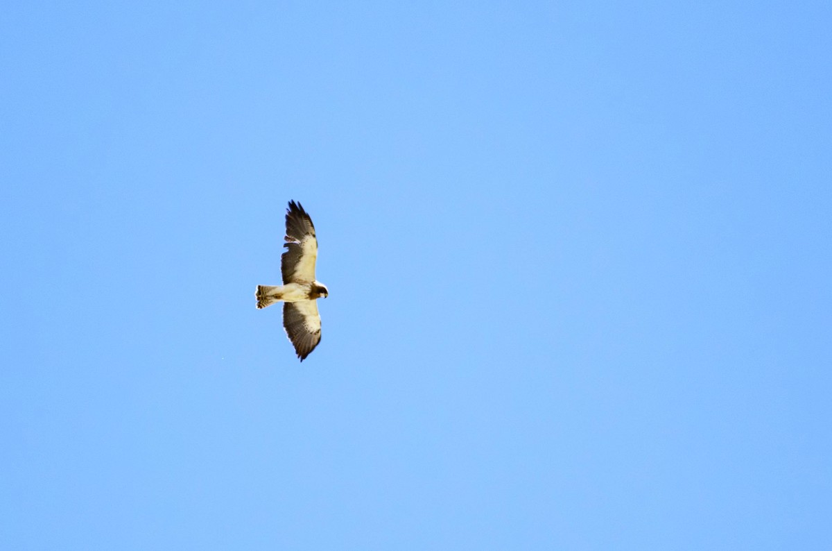 עקב מגוון - ML645612244