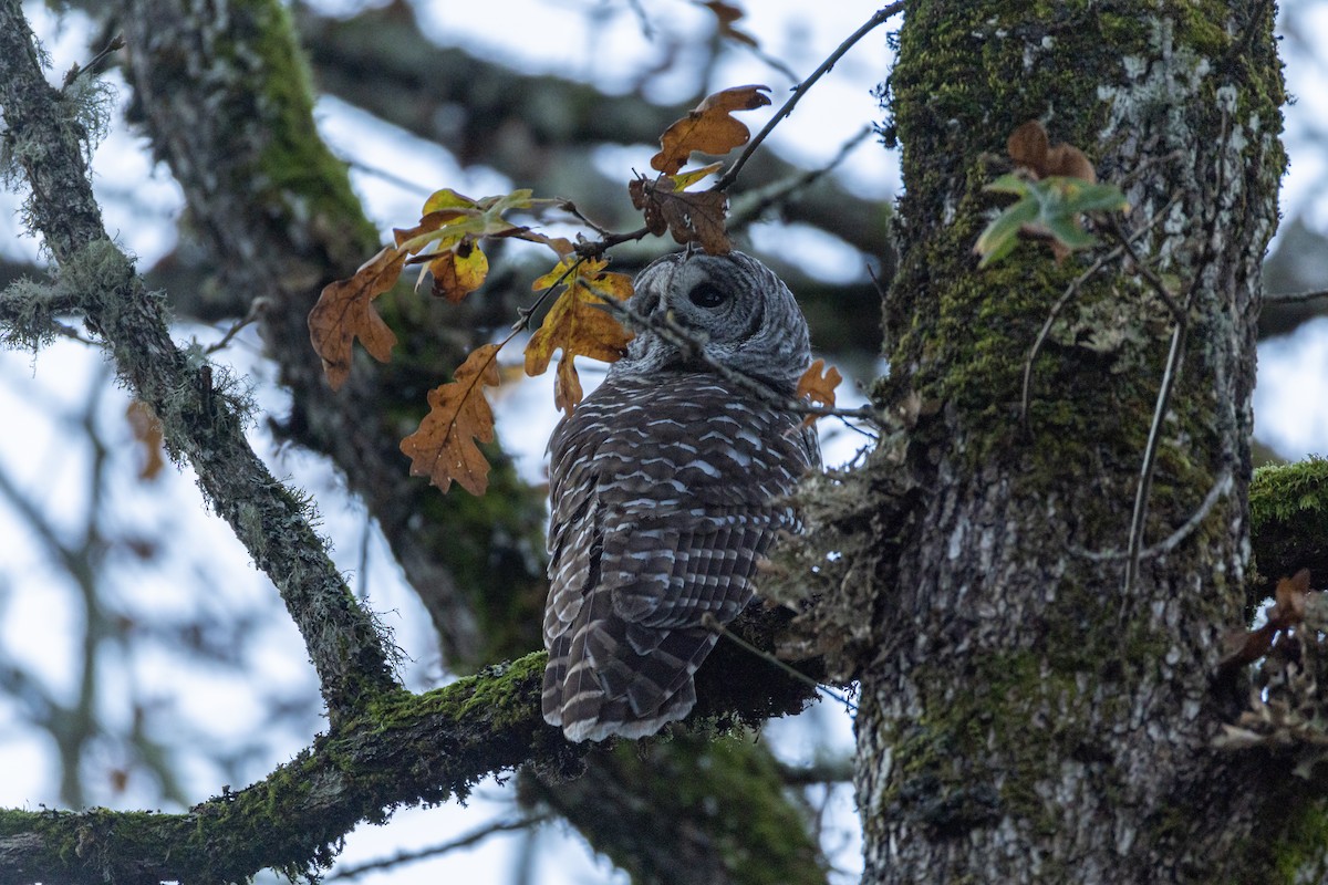 Barred Owl - ML645612246